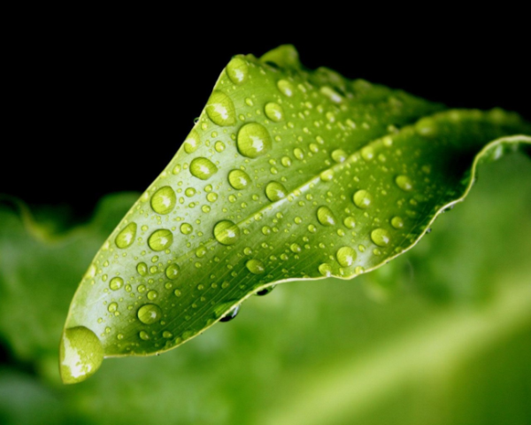 脑血管瘤的中药方