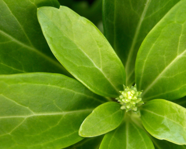 上海苹果维修点分享苹果电脑MACBOOK故障维修常见案例
