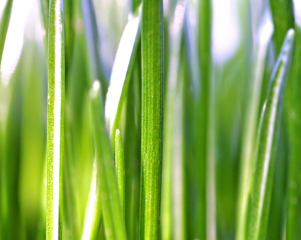 cacls命令怎么运用