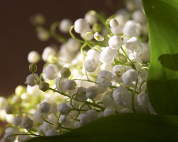 舌苔厚白不消化怎么办