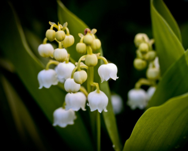 4岁男孩舌苔厚白是怎么办