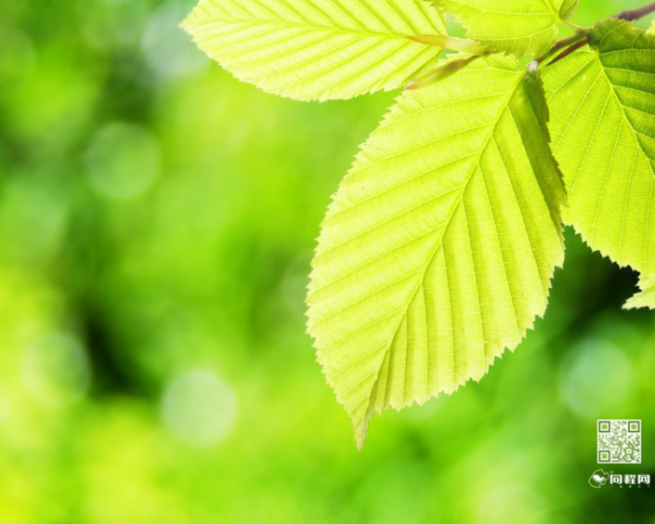 舌苔中间发黑舌苔白厚怎么办，预防感冒可以喝什么样的水果茶