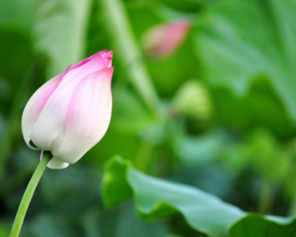 高血压失眠什么中药方子，宝宝舌苔白厚还发烧怎么办