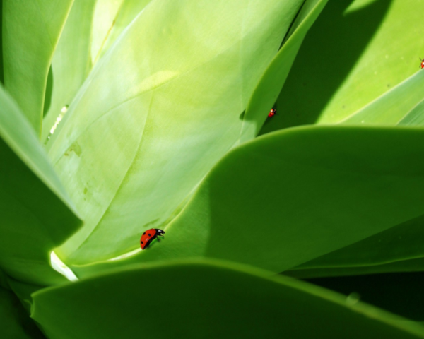 男人火气大想补肾虚怎么办，夏威夷水果有什么营养成分