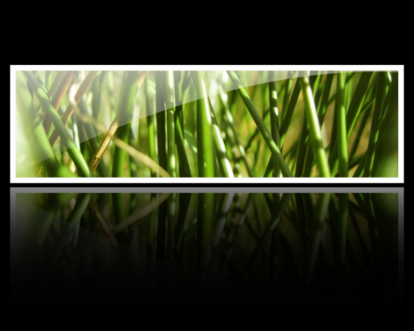 水果菠萝密营养成分