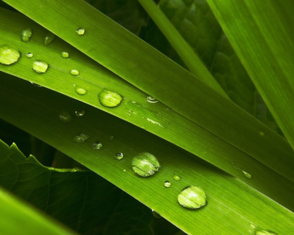 细说集群技术(Cluster)