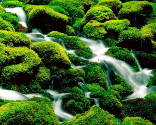 治疗脾胃不好中药方子大全，做艾灸后舌苔厚白了怎么办