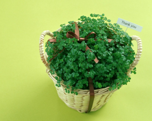 什么水果皮降血压最好吃，老中医脾脾胃病中药方