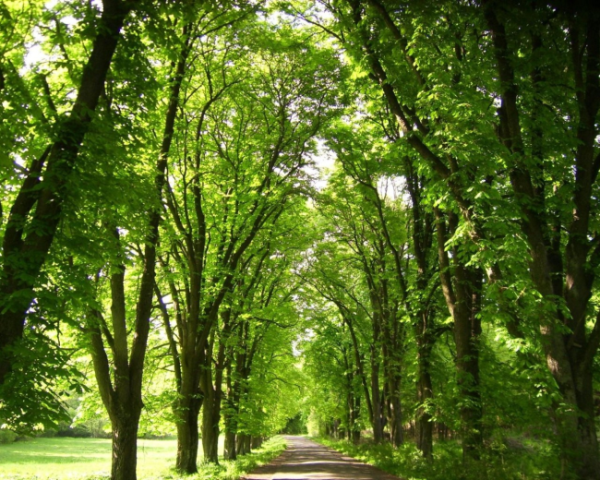 脾虚下午胀气怎么办吃什么药