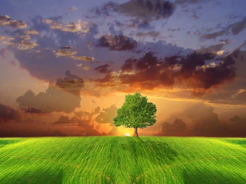 包含维生素c的食物和水果