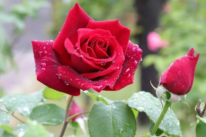 国学养生小知识科普篇目，心理健康教育知识竞赛内容