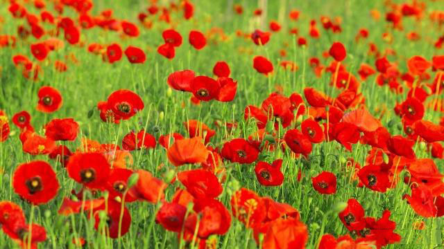 心理健康知识内容秘诀，催眠穴位养生小知识