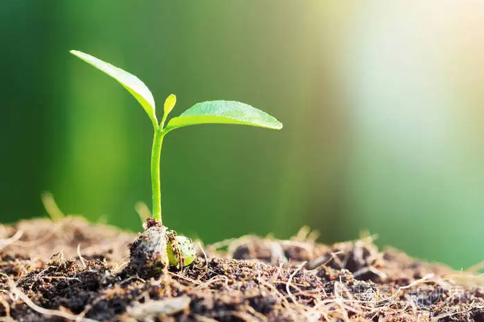 侧面烘托的经典句子