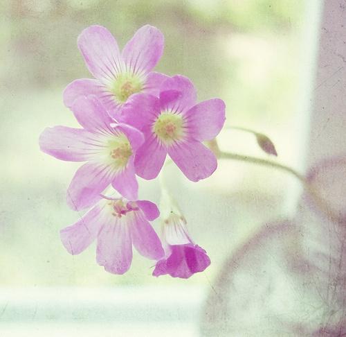 虎今天生肖运势（2023-05/20日）